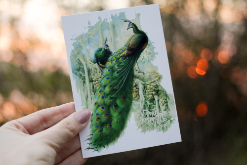 Peacock Birthday Card, Peacock Birthday Card, Peacock Card Peacock Birthday Card, Peacock Birthday Card, Peacock Card