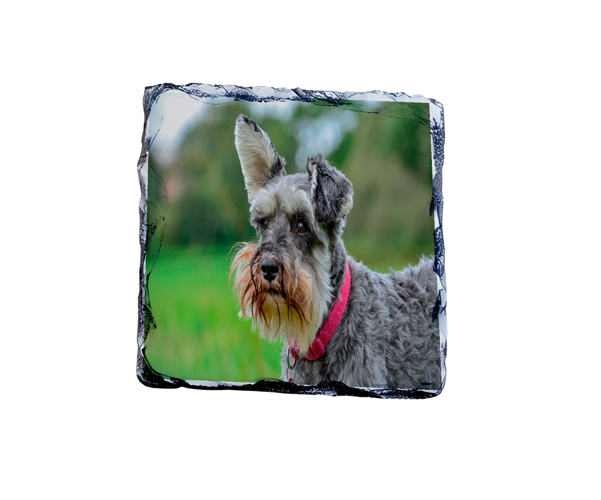 High Gloss Slate Coaster 9cm x 9cm High Gloss Slate Coaster 9cm x 9cm